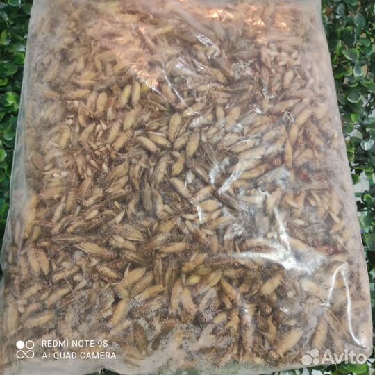 Замороженные сверчки