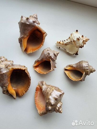Морские ракушки раковины