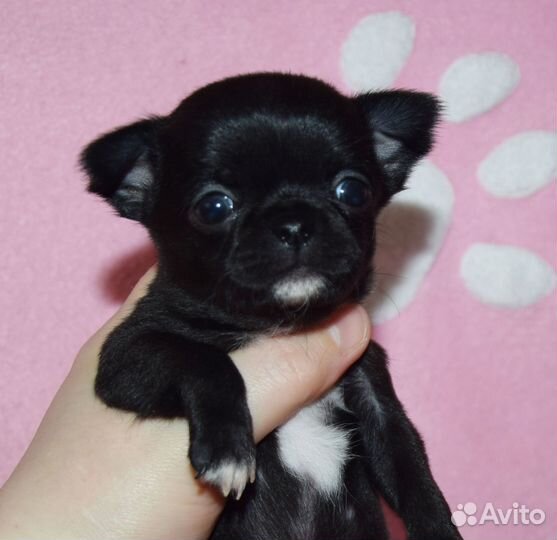 Щенки чихуахуа