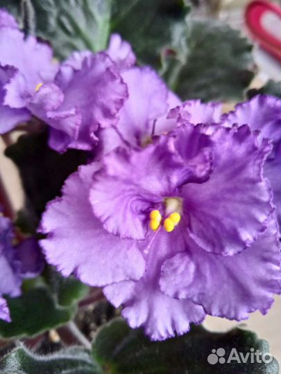 Фиалки