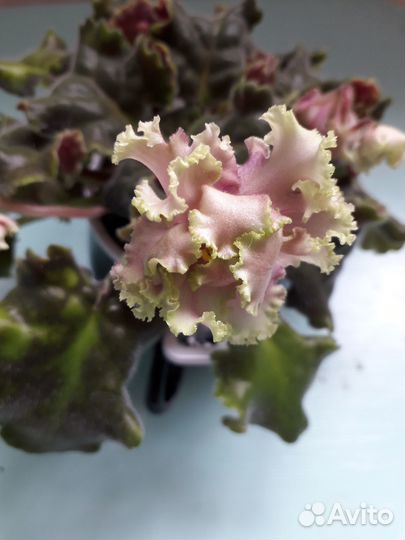 Фиалки листики