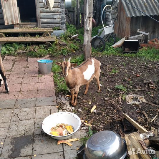 Продам козлика и козочку