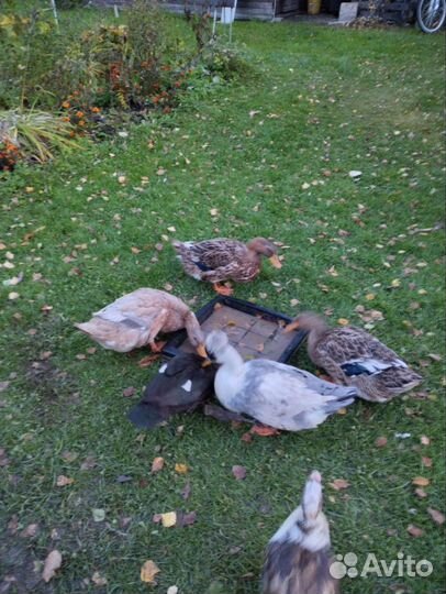 Башкирская утка