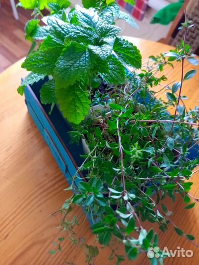 Пряные травы/ящик с пряными травами