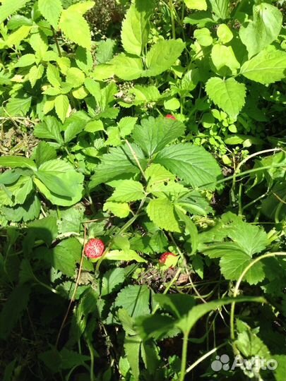 Декоративная земляника