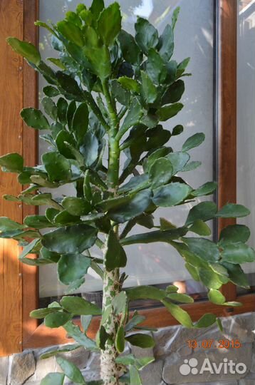 Чудо-кактус