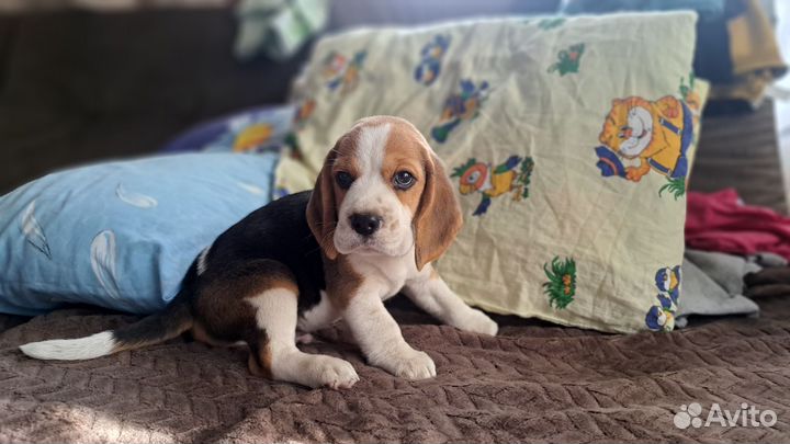 Щенки бигля