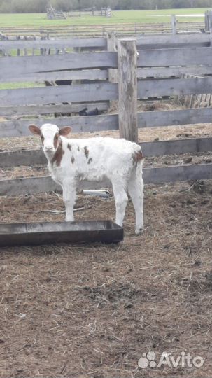 Корова с теленком и телка