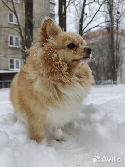 Померанский шпиц, мальчик