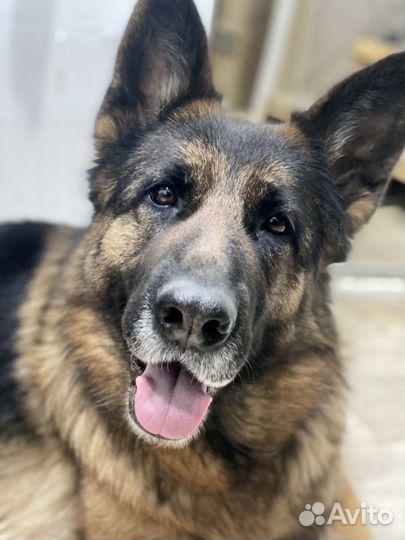 Отдам в добрые руки