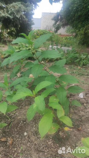 Гортензия метельчатая Ванила Фрейз