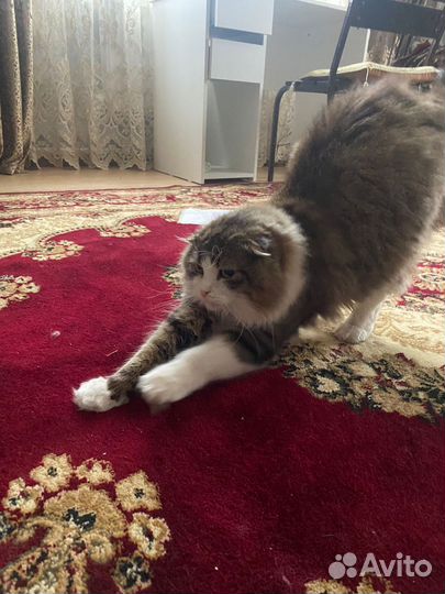 Котика в добрые руки