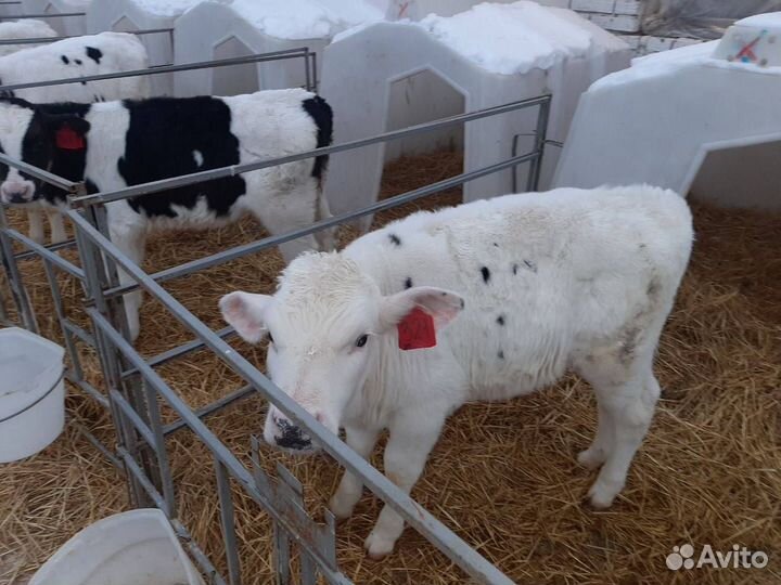 Бычки телята от 1мес