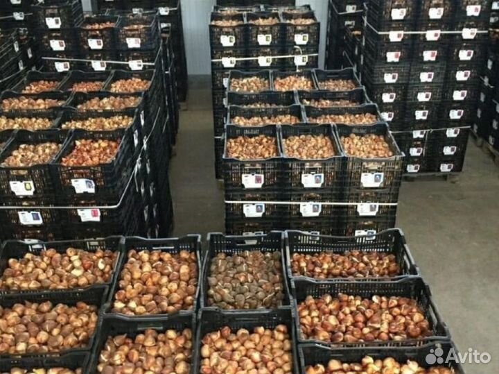 Луковицы тюльпанов оптом