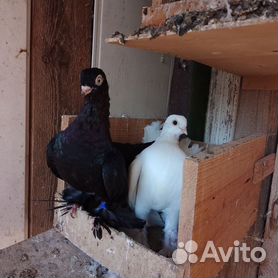 Статные голуби: фото, видео, породы