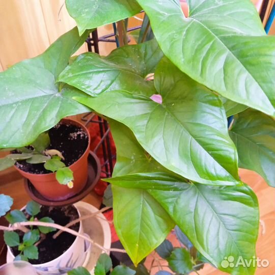 Комнатные цветы