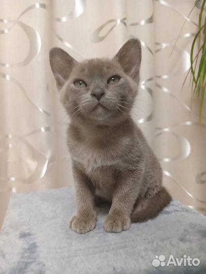 Бурманские котята