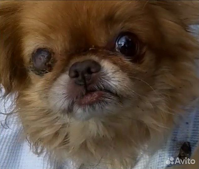 Пекинес в добрые руки