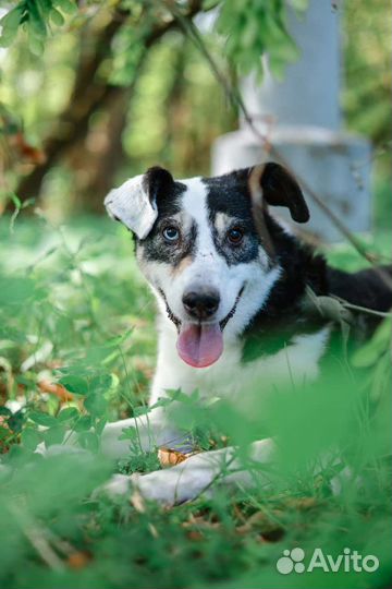 Нюра, несчастная собака. Помогите ей