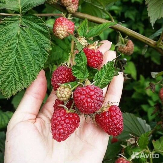 Малина на рассаду