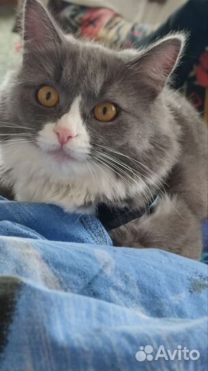 Кошка ищет дом
