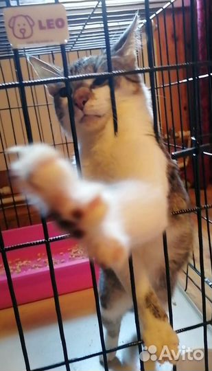 Кошка в дар