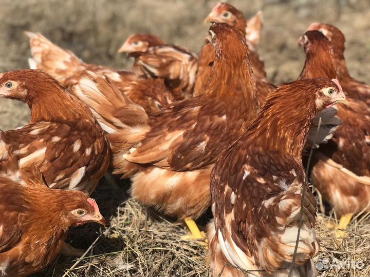 Куры Несушки