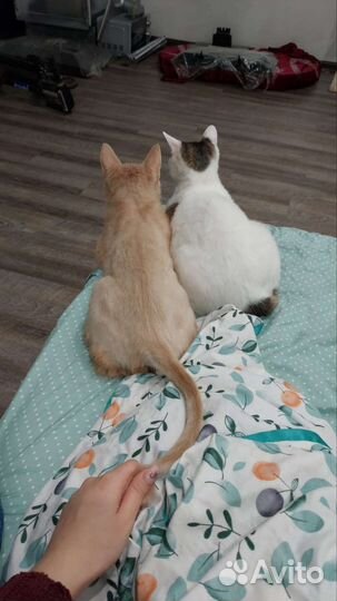 Кошка и кот