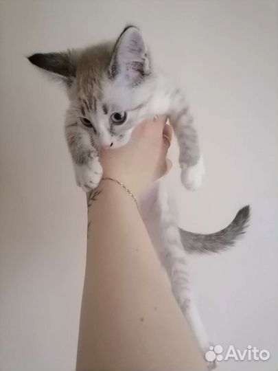 Котенок девочка