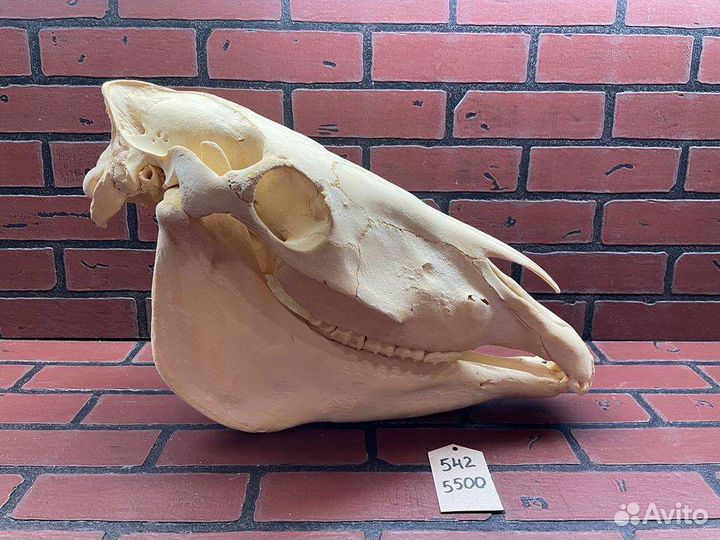 Череп лошади, череп коня