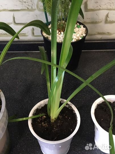 Гиппеаструм Лилия