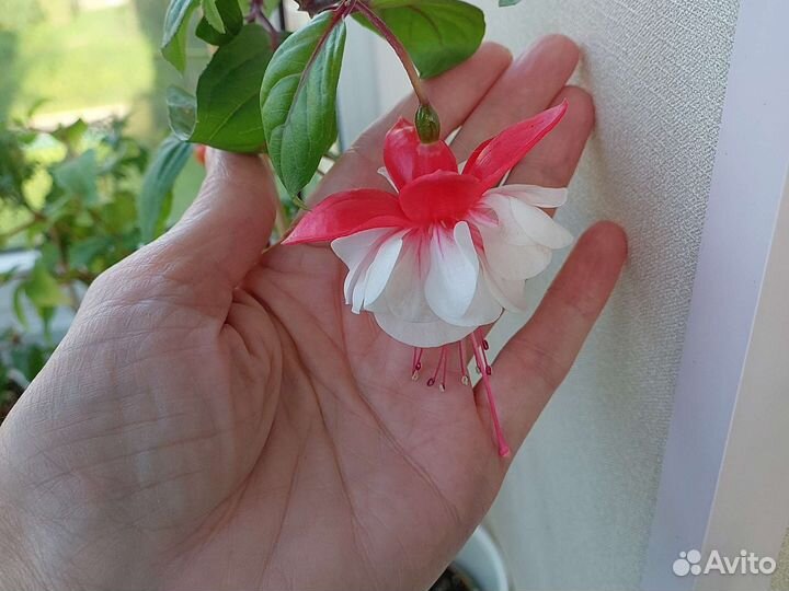 Фуксии сортовые