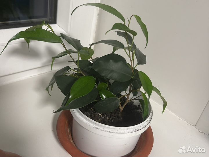 Фикус бенджамина