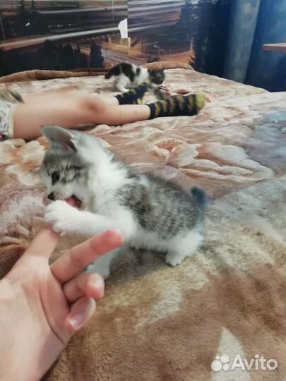 Котята бесплатно