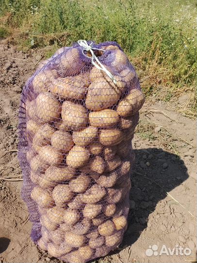 Картофель Гала