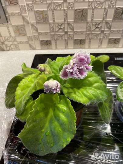 Сортовые фиалки