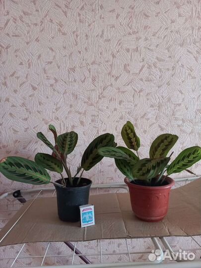 Маранта триколор