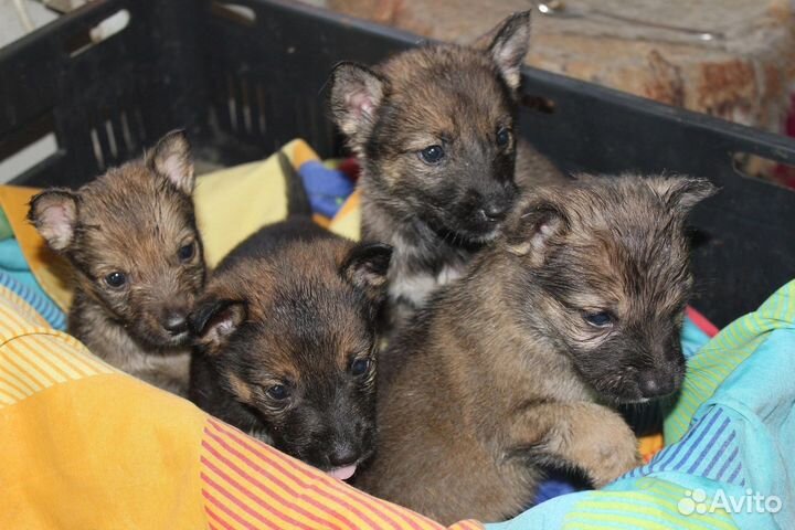 Карапузы ищут дом