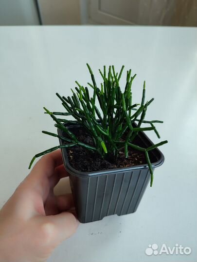 Цветок хатиора