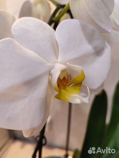 Орхидея фаленопсис