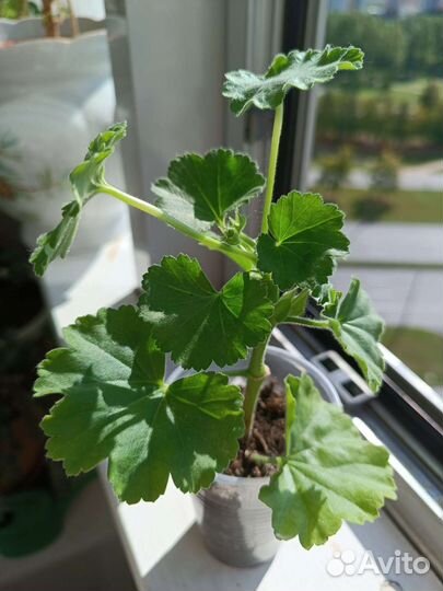 Пеларгония герань