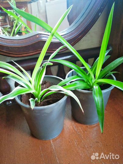 Хлорофитум