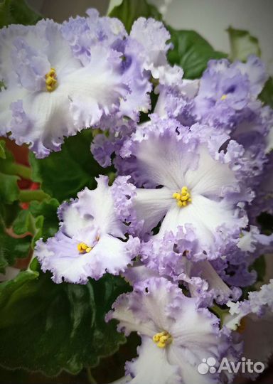 Сортовые фиалки. Симферополь