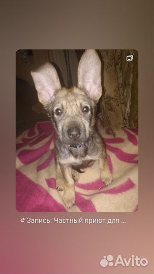 Собака в добрые руки отдам бесплатно