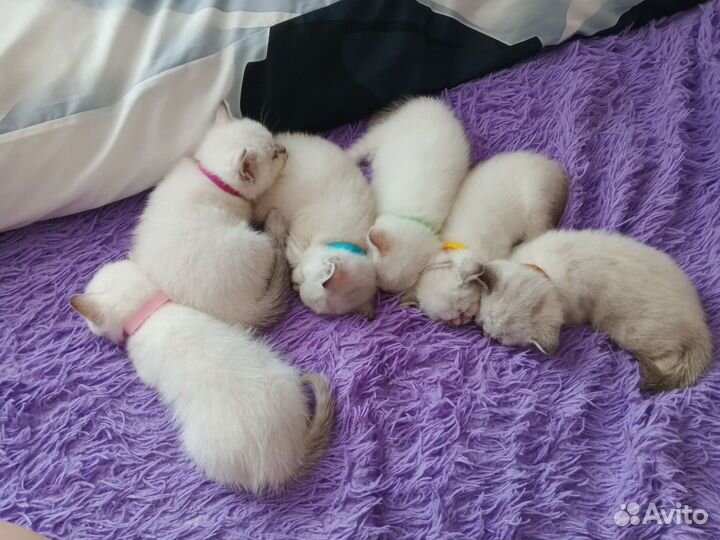 Котята бриташки