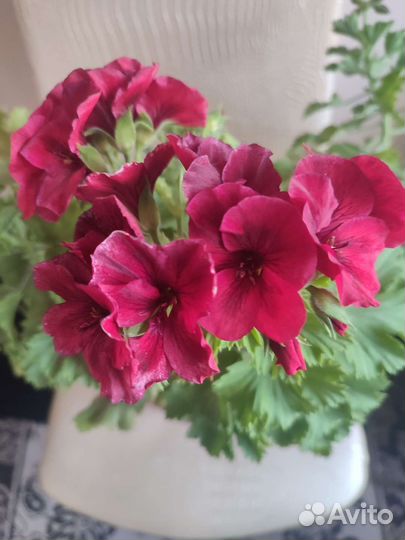 Пеларгония герань