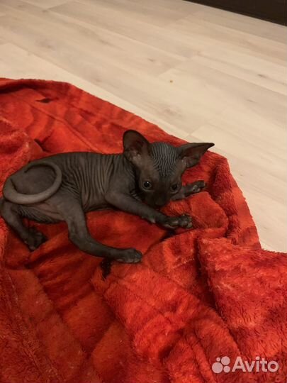 Канадский сфинксы