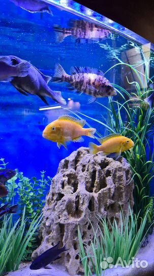 Цихлиды лабидохромис