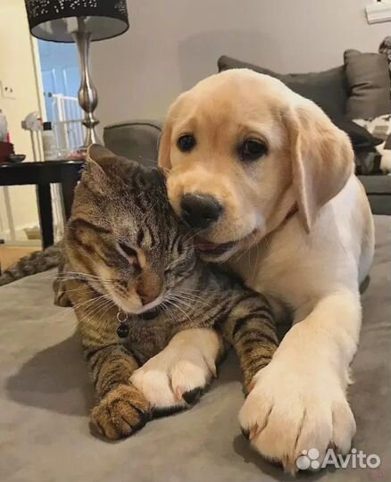 Передержка животных