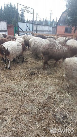 Овцематки и ягнята